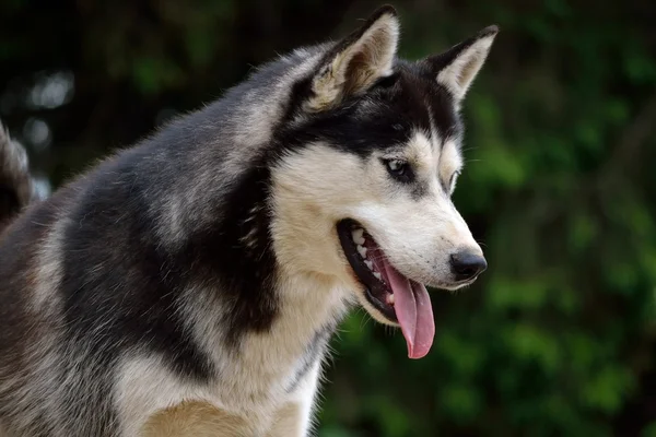 Husky parece vigilante. — Fotografia de Stock