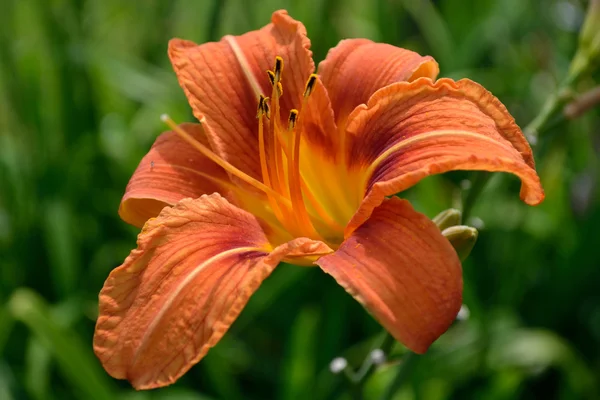 Orange lily - closeup — Stock Photo, Image
