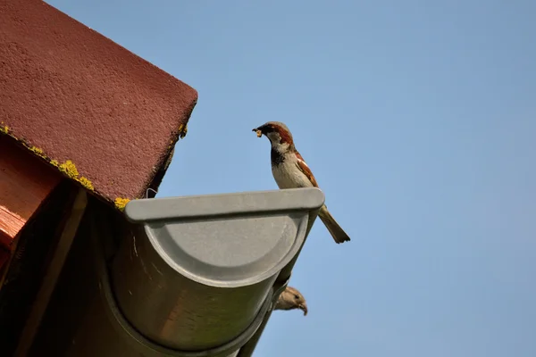 Sparrows with food on the gutter — Stock Photo, Image