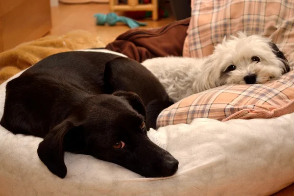 Schwarzer und weißer Hund im Hundebett — Stockfoto