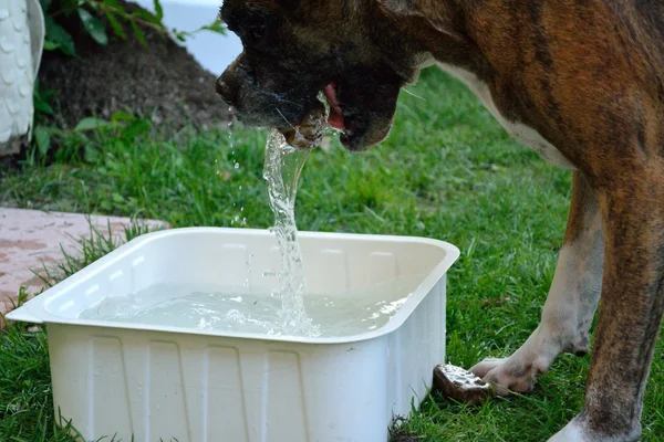 Dog fishing stone water trough — Stock Photo, Image