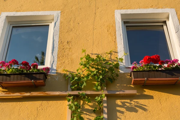 Window with geraniums