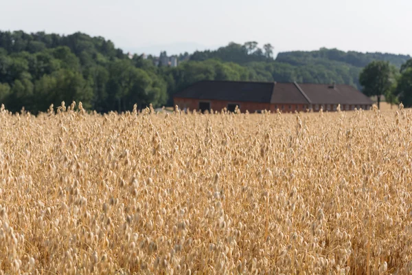 옥수수 밭-배경 농장에서 — 스톡 사진