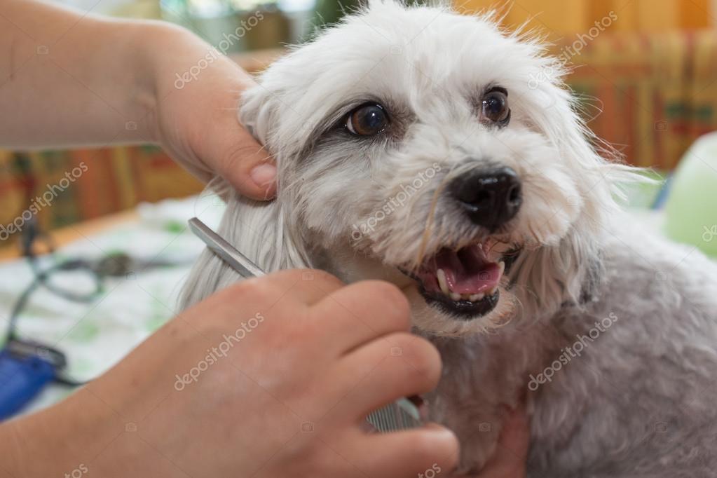 how to groom a havanese terrier