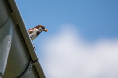 Serçe av gagasında vardır.