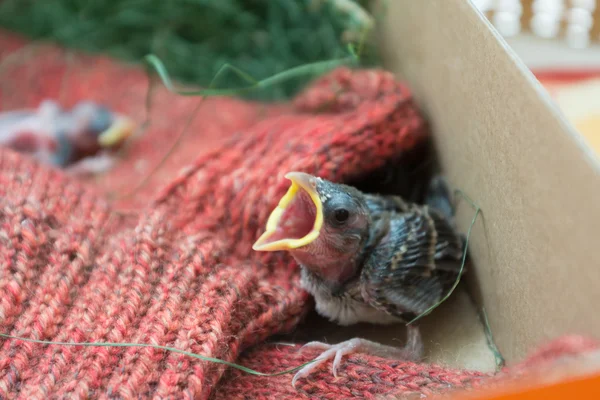 Little sparrow huilt voor voedsel — Stockfoto