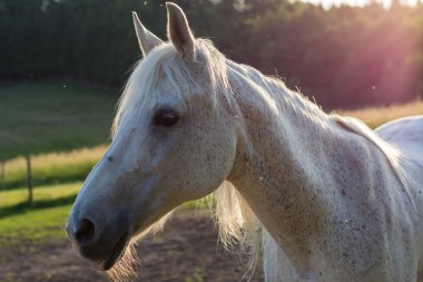 beyaz at güneş ışığı altında
