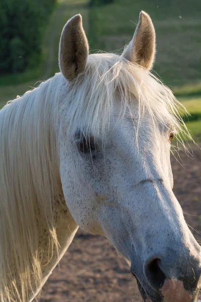 アラビアの馬は、彼の耳をそばだててください。 — ストック写真