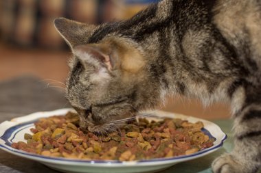 Cat eats dry food clipart