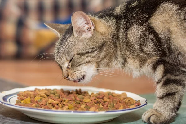 Gato hambriento mientras come —  Fotos de Stock