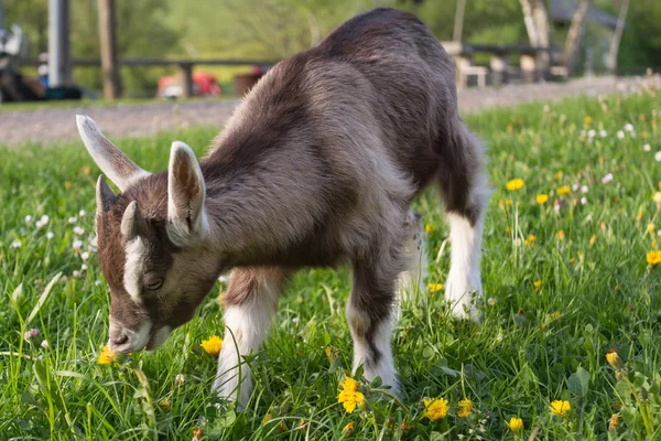 Молодой козел ест траву — стоковое фото
