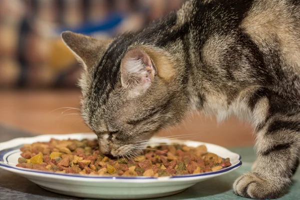 Hungrig katt äta mat — Stockfoto