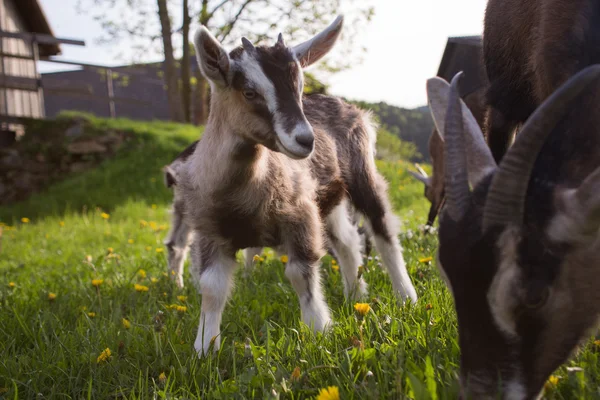 Благополучие животных - козы — стоковое фото