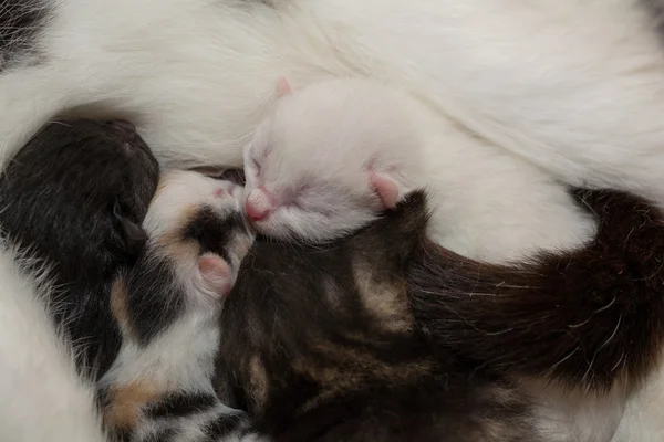 Kittens with eyes closed — Stock Photo, Image