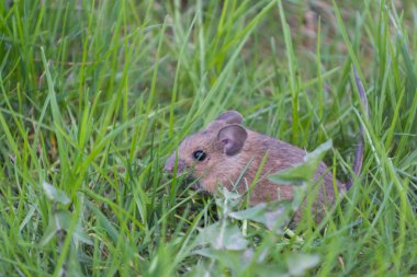 Mouse sitting in the grass