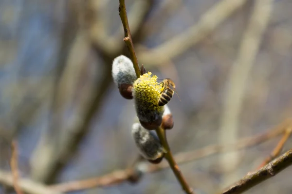 Honey bee on a pussy willow — Stock Photo, Image