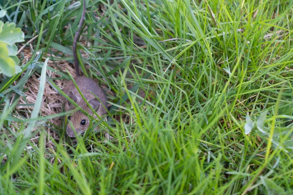 草地上的灰色老鼠 — 图库照片