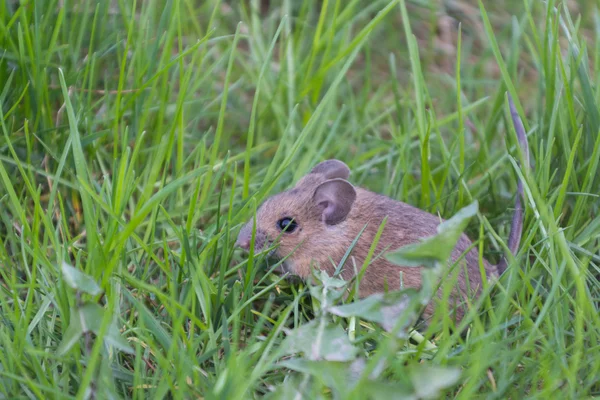 Ratón sentado en la hierba —  Fotos de Stock