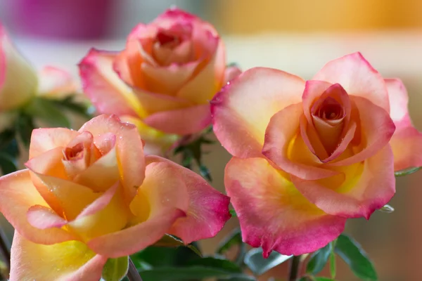 Помаранчеві троянди тріо — стокове фото