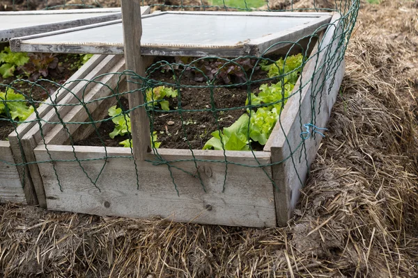 Tempat tidur panas alami dengan salad — Stok Foto