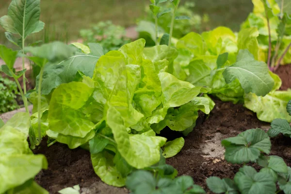 Sallad och kålrabbi i en upphöjd bädd — Stockfoto