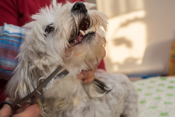 white Havanese at the groomers