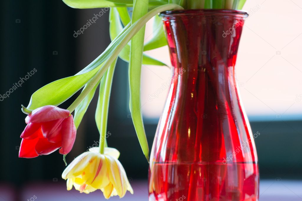 Tulips wilted in sunlight