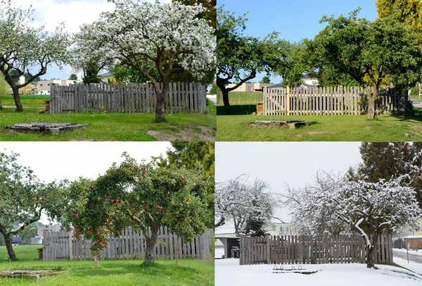 old apple tree - four seasons