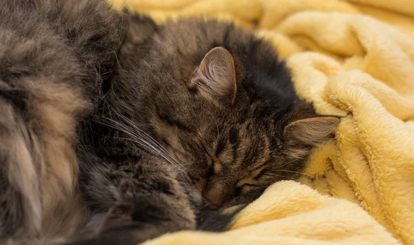 Pequeño gato durmiendo en manta — Foto de Stock