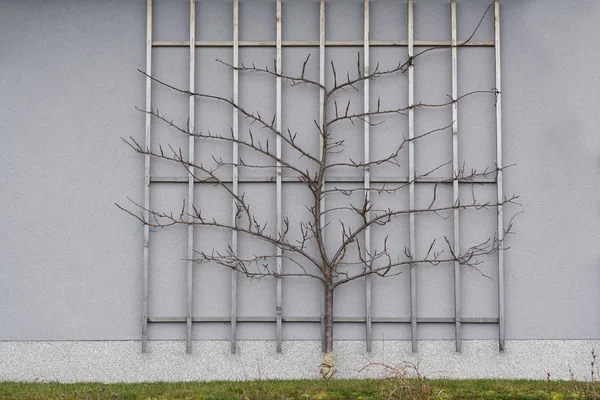 Erik espalier meyve olarak yetiştirilen — Stok fotoğraf