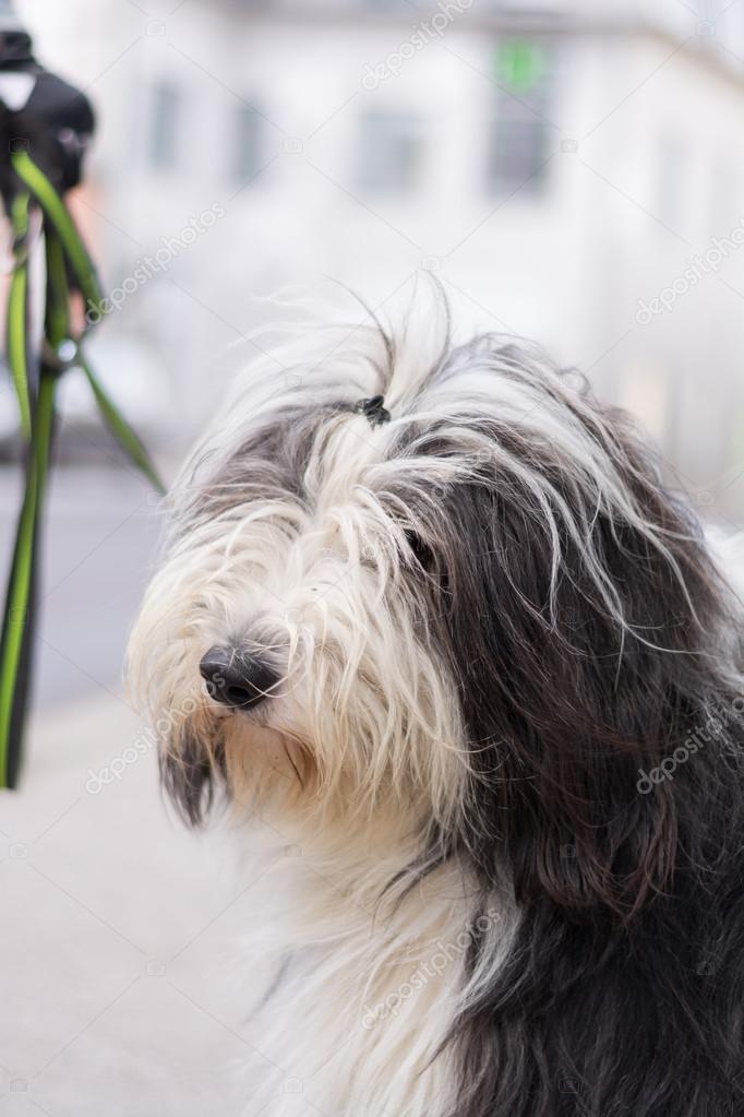 Gros Chien Poil Long Noir Et Blanc
