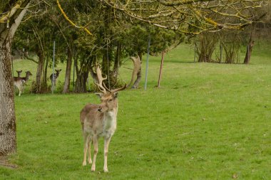 Kızıl geyik ve sulu çayır üzerinde geyik