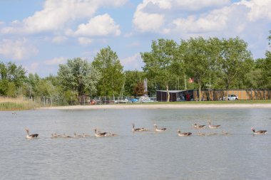 Boz kaz yavru göle - Avusturya ile