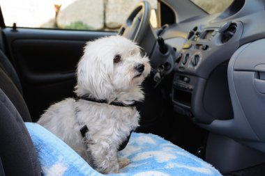 kira kontratı köpek yolcu gibi