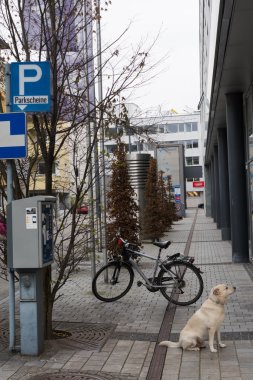 Sınırlı Park bölgesinde bekleyen köpek