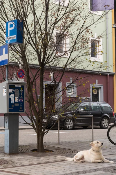 Dog lies next car park ticket machine — Stock Photo, Image