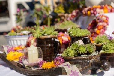 yaratıcı succulents düzenleme