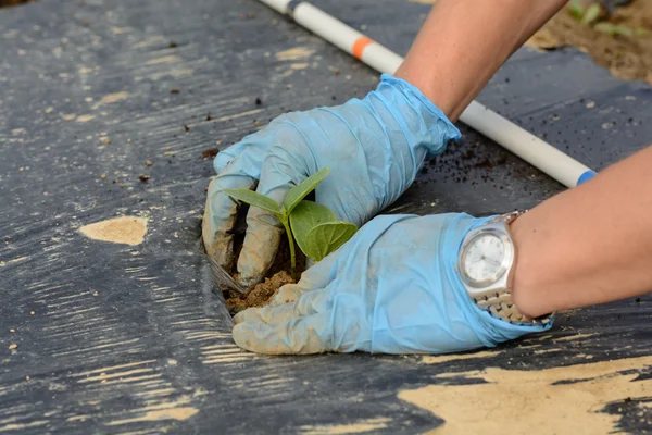 Komkommer planten zetten — Stockfoto