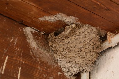 Kırlangıçlar kuşlar yuva