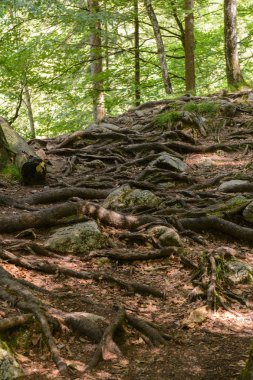 etkileyici ağaç kök sistemi