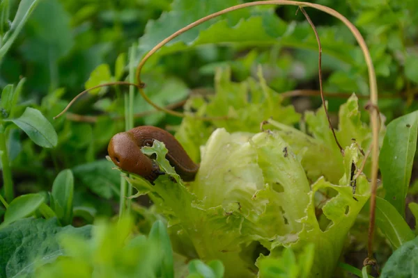 Nudibranch їсть салат — стокове фото