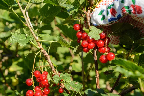 Red currants harvest - Closeup — Stock Photo, Image