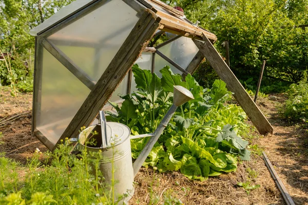 Lettuce in your garden under cold protection — Stock Photo, Image