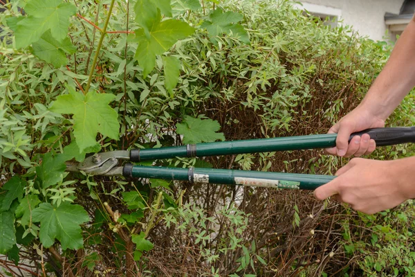 Jardinero corta arbusto con tijeras de podar — Foto de Stock