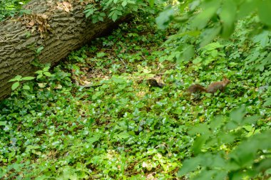 Tatlı küçük sincap