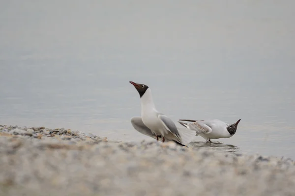 Möwen am Wasser — Stockfoto