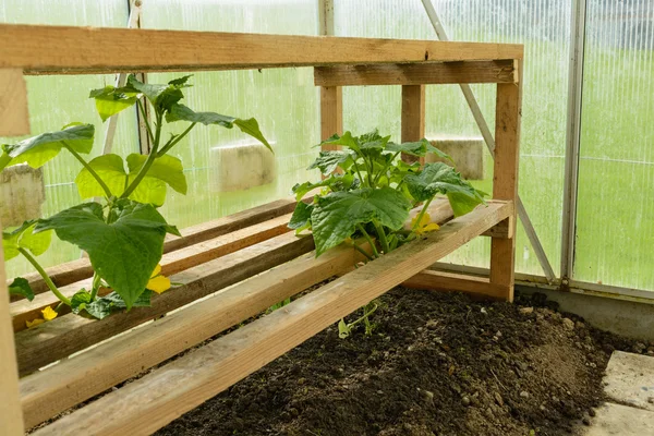 Tomatplantor i växthuset — Stockfoto