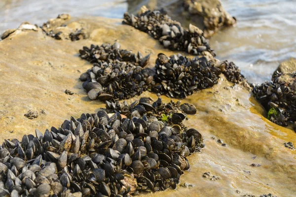 Mexilhões e caranguejos à beira-mar — Fotografia de Stock