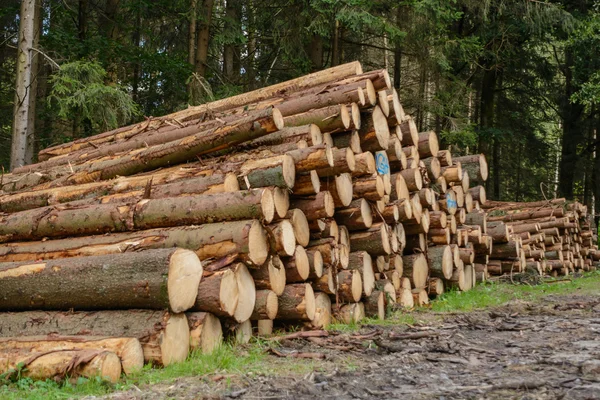 Stacked felled spruce trees — Stock Photo, Image