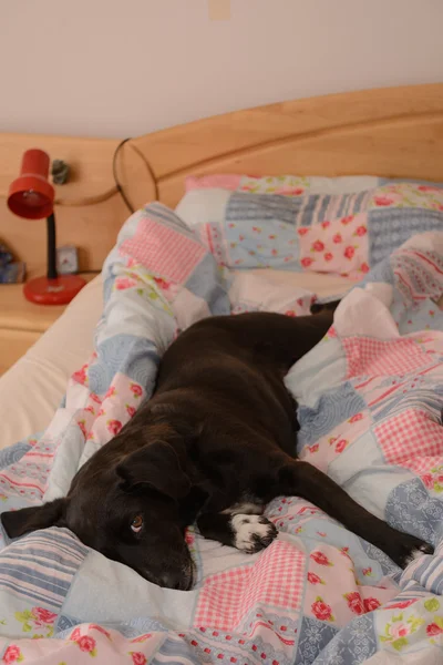 Cão na cama — Fotografia de Stock